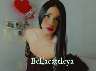 Bellacattleya